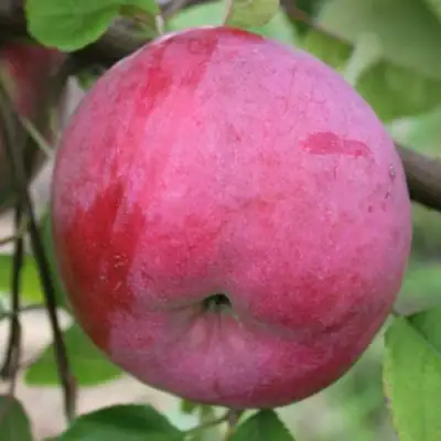Яблоня БРЯНСКОЕ РОЗОВОЕ в Горках