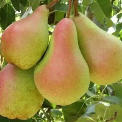 груша Лесная Красавица