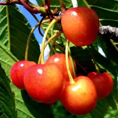 Черешня ФАТЕЖ в Горках