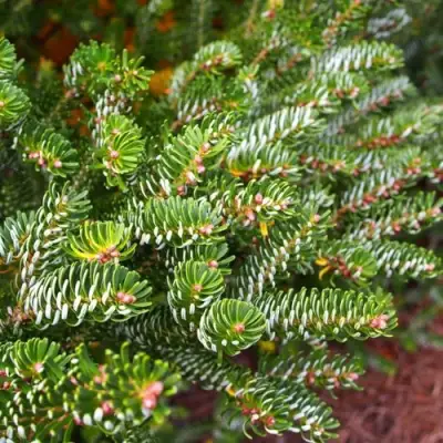 Пихта белая в Горках