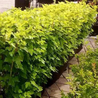 Комплект АНГЕЛ ГОЛД в Горках