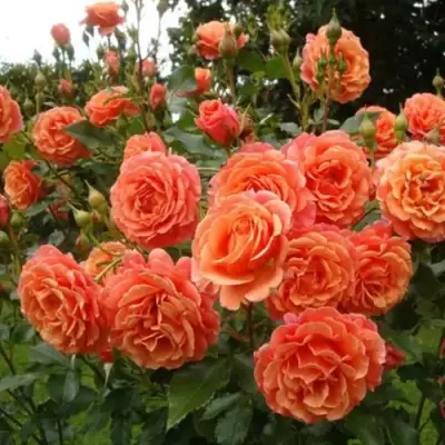 Роза БЕЛЬВЕДЕР шраб в Горках