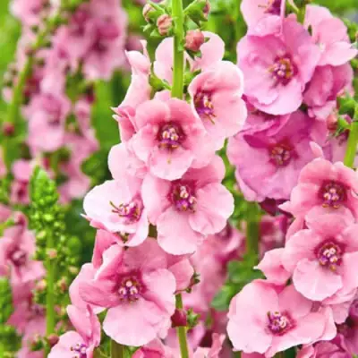 Коровяк ПИНК ДОМИНО гибридный (вербаскум) в Горках