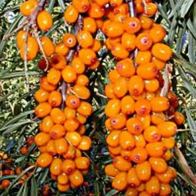 Облепиха СУДАРУШКА в Горках