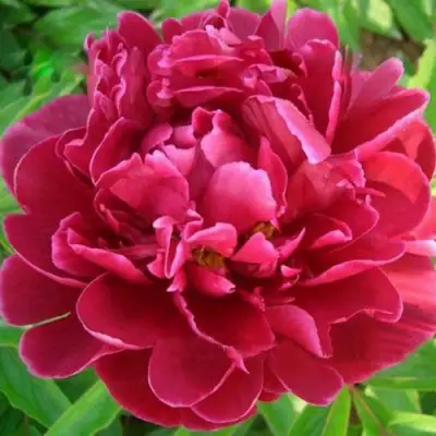 Пион КИТАЙСКИЙ ШЕЛК травянистый в Горках