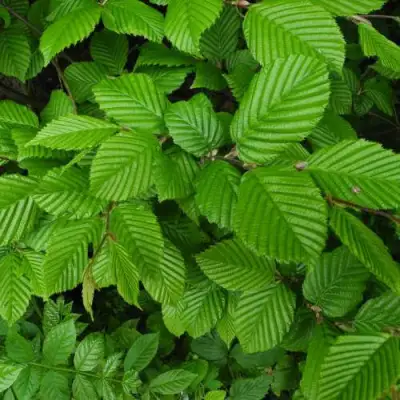 Граб  в Горках