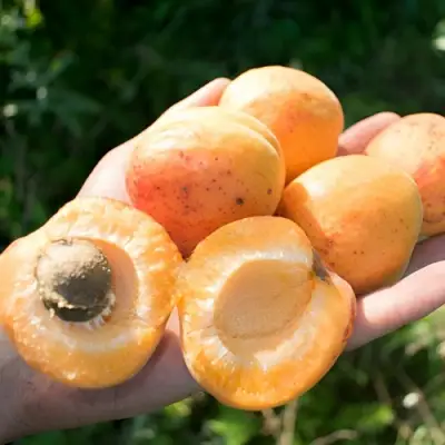 Абрикос ХАРГРАНД в Горках