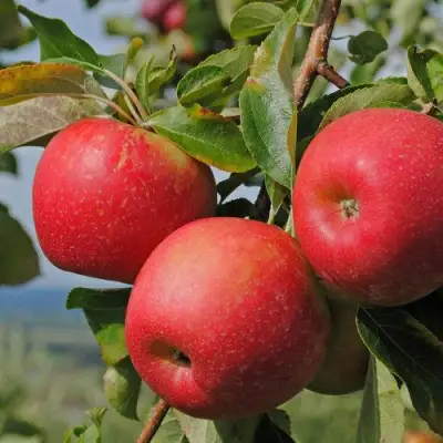 Яблоня ГАЛА МАСТ в Горках