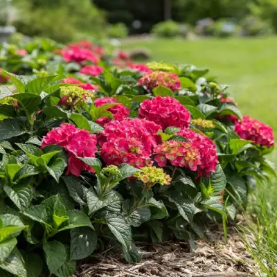 Гортензия ЭНДЛЕСС САММЕР ЛАВ крупнолистная в Горках