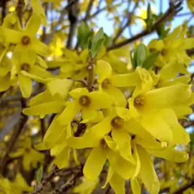 Форзиция ФОРЧУНА в Горках