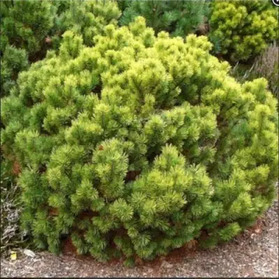 Ель ДАНС ДВАРФ обыкновення в Горках