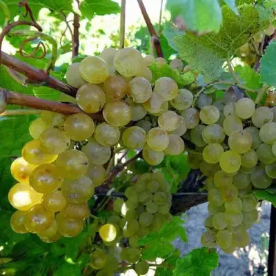 Виноград КРИСТАЛЛ в Горках