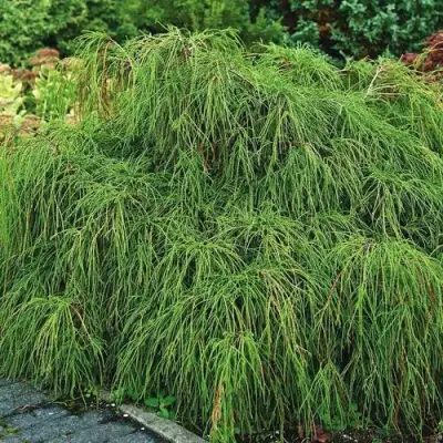 Кипарисовик ФИЛИФЕРА НАНА горохоплодный  в Горках