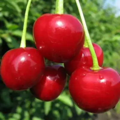 Дюк ПРЕВОСХОДНАЯ ВЕНЬЯМИНОВА в Горках