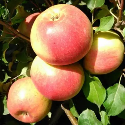 Яблоня ЭМБАССИ в Горках