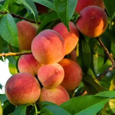 Персик ЗОЛОТОЙ ЮБИЛЕЙ в Горках