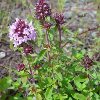 Тимьян яйцевидный в Горках