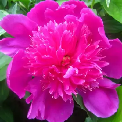 Пион РОЗОВЫЙ БУДДА травянистый в Горках