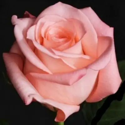 Роза АНГАЖЕМЕНТ чайно-гибридная в Горках