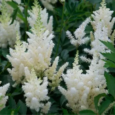 Астильба ХЭППИ ДЕЙ Арендса в Горках