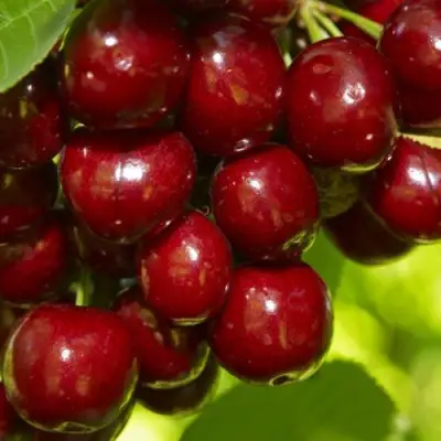 Черешня ВАЛЕРИЙ ЧКАЛОВ в Горках