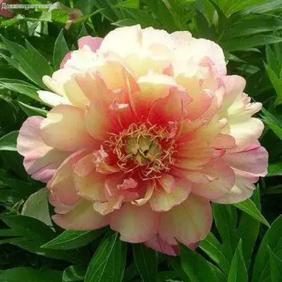 Пион ДЖУЛИЯ РОУЗ ито-гибрид в Горках