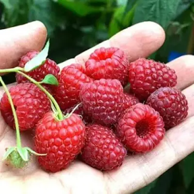 Малина ХИМБО-ТОП в Горках