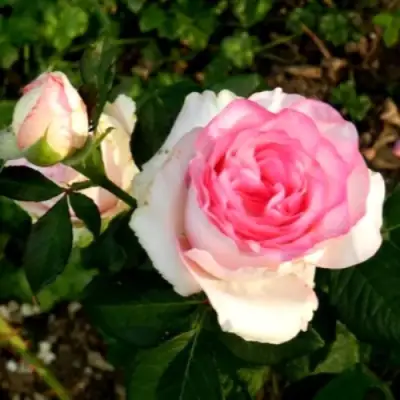 Роза ДОЛЬЧЕ ВИТА чайно-гибридная в Горках