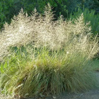 Каплесеменник воздушный в Горках