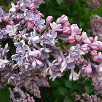 Сирень КОНДОРСЕ в Горках