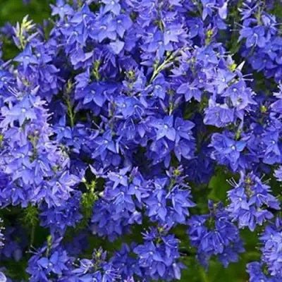 Вероника РОЯЛ БЛЮ большая в Горках