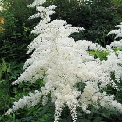 Астильба БРАУТШЛЕЙЕР Арендса в Горках