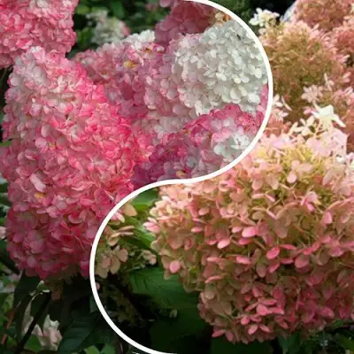 Комплект МАЛИНОВЫЙ ЗАКАТ в Горках