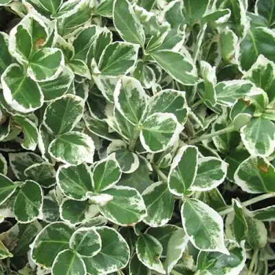 Бересклет ЭМЕРАЛЬД ГАИТИ форчуна  в Горках