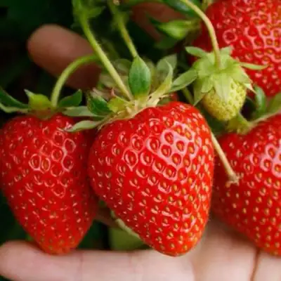 клубника Портола