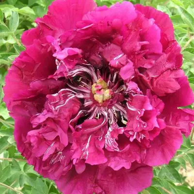 Пион ПУРПУРНЫЙ ОКЕАН древовидный в Горках