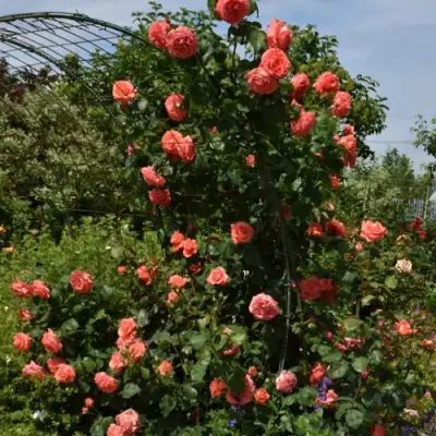 Роза ДИ ДИ БРИДЖУОТЕР плетистая в Горках