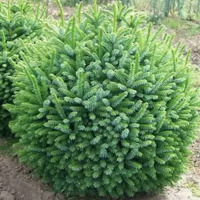 Ель НАНА сербская в Горках