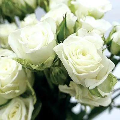 Роза СНОУФЛЕЙК спрей в Горках