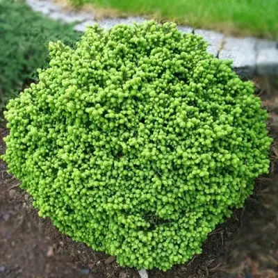 Ель ЛИТЛ ДЖЕМ обыкновенная в Горках