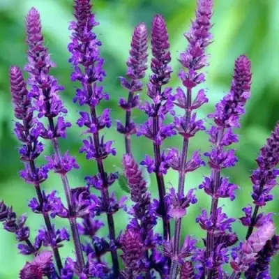 Шалфей КАРАДОНА в Горках