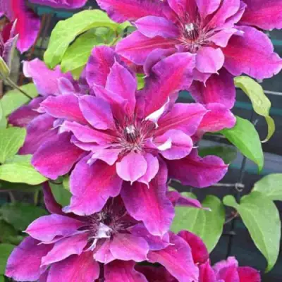 Клематис МАЙ БЬЮТИ в Горках