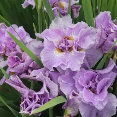 Ирис ХЭВИНГ ФАН сибирский в Горках