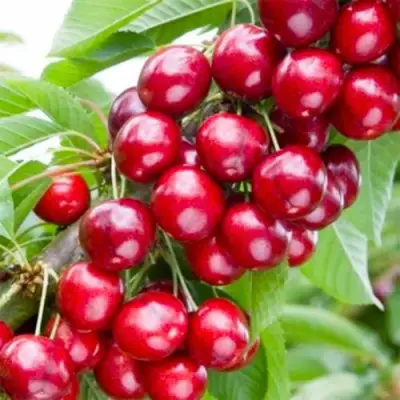 Вишня МАЛЮТКА колонновидная в Горках