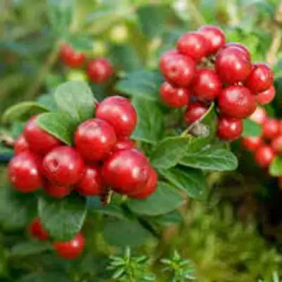 Брусника садовая РУНО БЕЛЯВСКИ в Горках