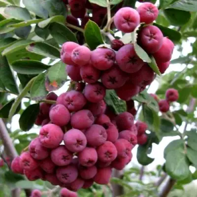 Рябина ТИТАН сладкоплодная  в Горках