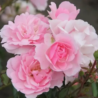 Роза БОНИКА флорибунда в Горках