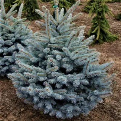 Ель МИСТИ БЛЮ голубая в Горках