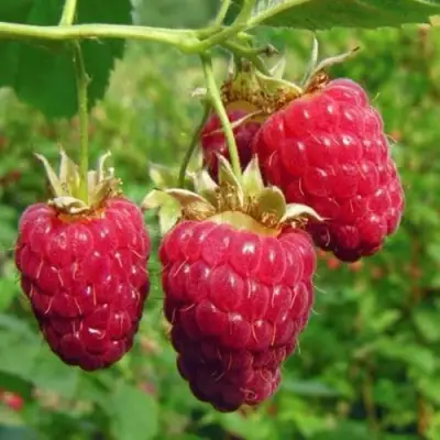 Малина ГОРДОСТЬ РОССИИ в Горках