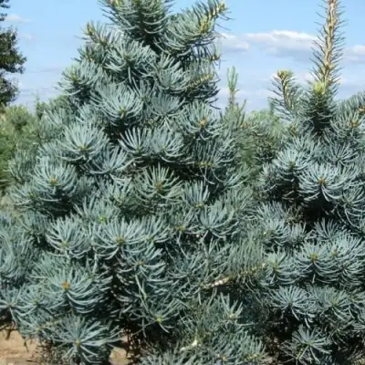 Пихта КОНКОЛОР в Горках